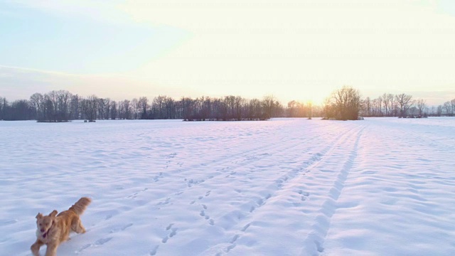详情图-冬天，狗在雪地里蹦蹦跳跳