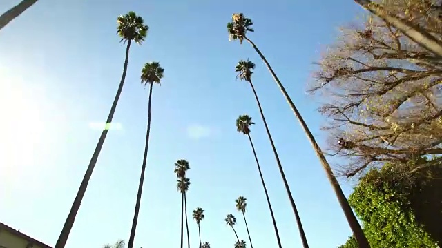 详情图-在加利福尼亚州贝弗利山,从下面的棕榈树清澈的蓝天背景
