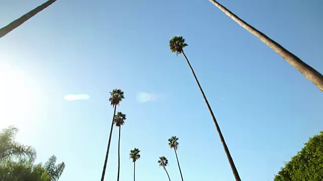 详情图-在加利福尼亚州贝弗利山,从下面的棕榈树清澈的蓝天背景
