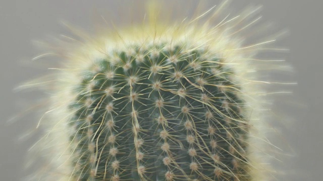 仙人掌