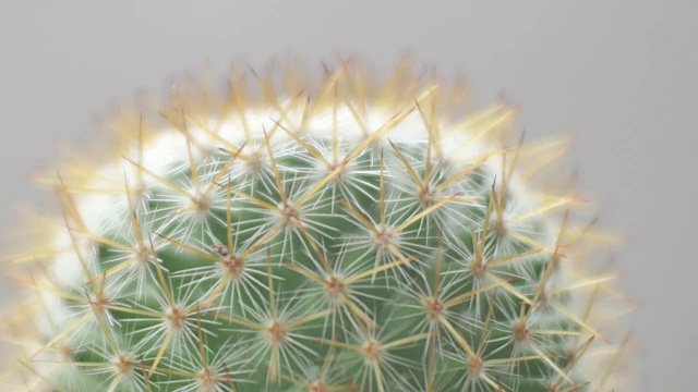 仙人掌