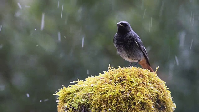 詳情圖-雪下的黑鳥