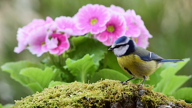 藍冠山雀鳥