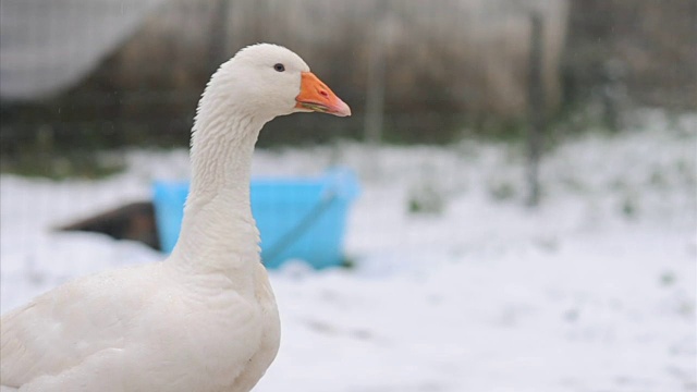 雪下的鹅