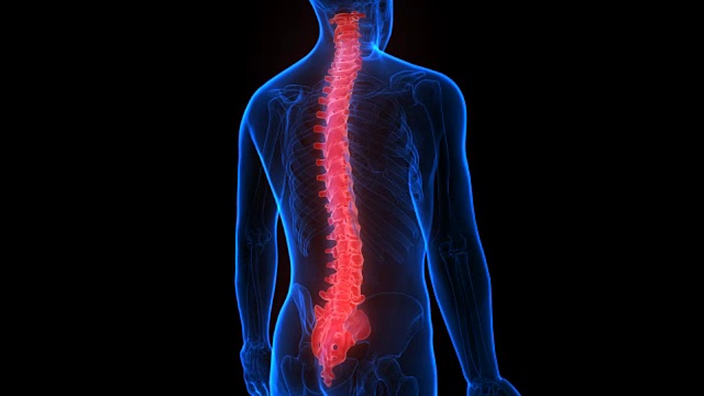 人体骨骼系统脊柱解剖学