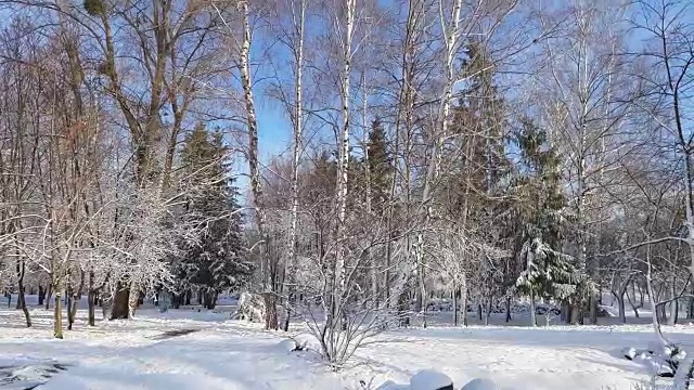 在城市公园的第一场雪与树木下的新雪在日出