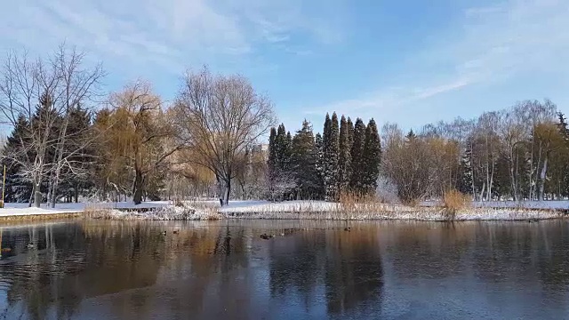 这是城市公园的第一场雪，鸭子们在结冰的池塘上嬉戏