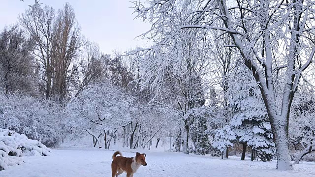 城市公园的第一场雪。红狗在公园里散步。