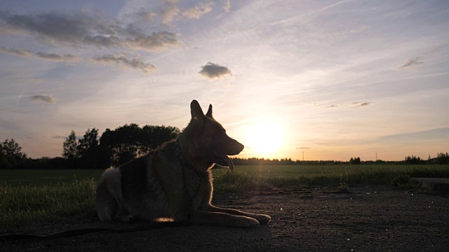 侧影德国牧羊犬躺在日落上，从他的嘴里呼出蒸汽