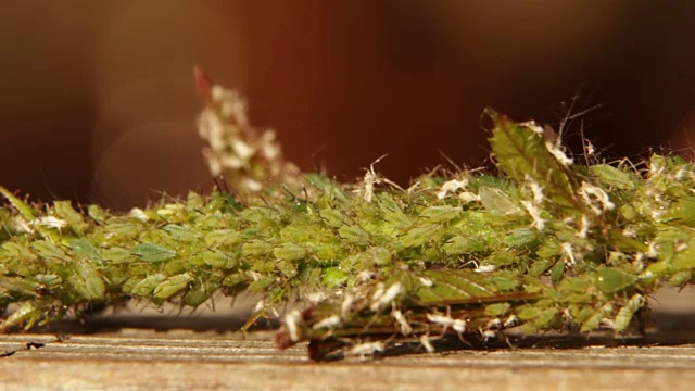 绿色蚜虫在玫瑰花蕾上吮吸汁液