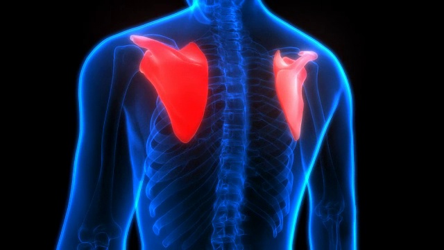 人体骨骼系统、肩胛骨解剖学