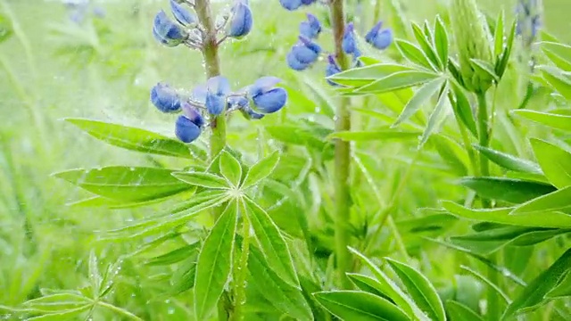 羽扇花下着夏雨，动作缓慢