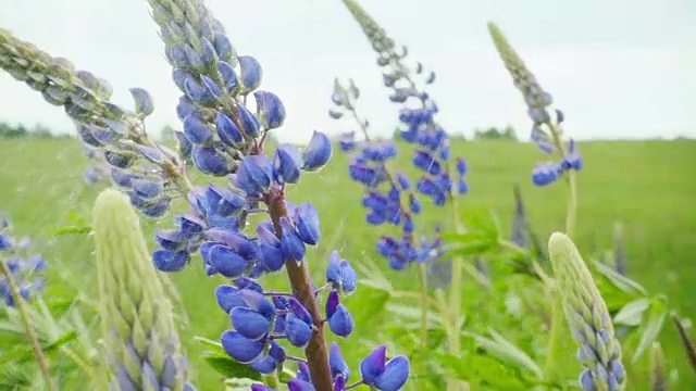 羽扇花下着夏雨，动作缓慢