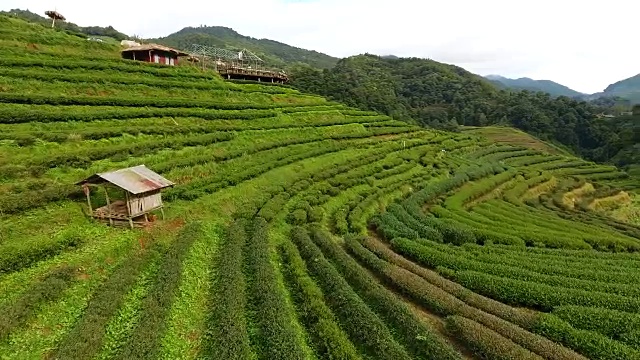 山上茶园梯田鸟瞰图。