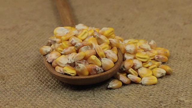 詳情圖-旋轉(zhuǎn)著勺子，滿是玉米粒，躺在粗麻布上