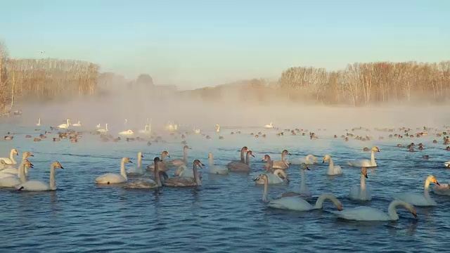 清晨薄雾中的湖上天鹅