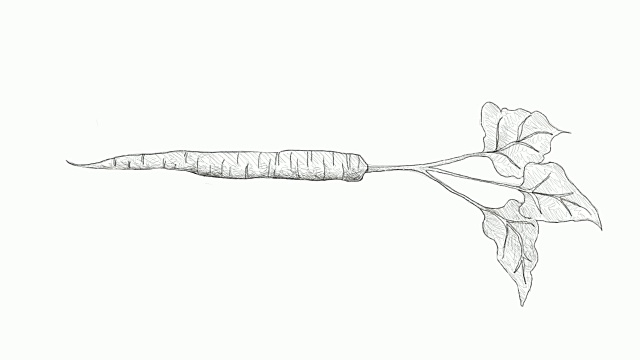 手绘的新鲜牛蒡视频剪辑