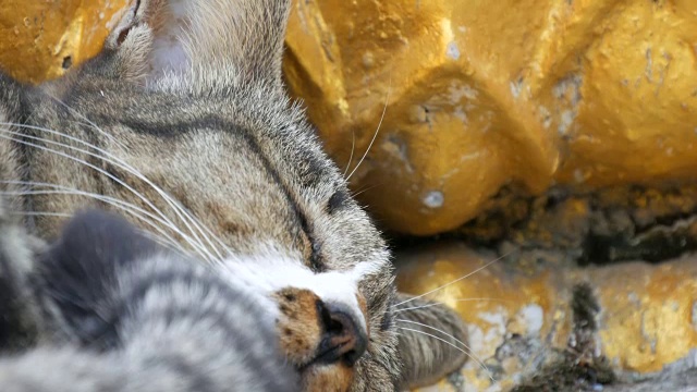 详情图-泰国芭堤雅大佛山上美丽的虎斑猫在金佛雕像下睡觉，近距离观看