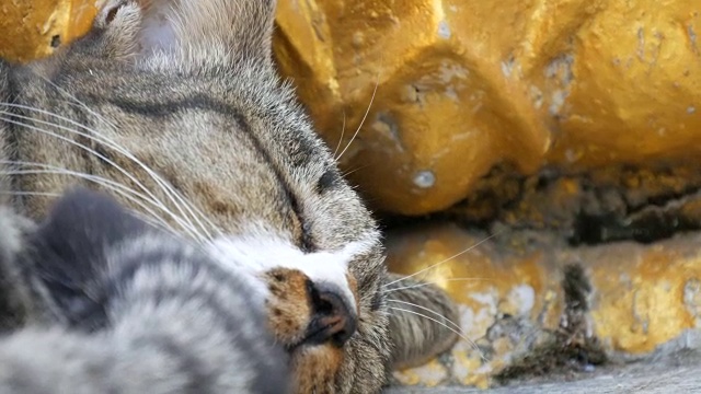 详情图-泰国芭堤雅大佛山上美丽的虎斑猫在金佛雕像下睡觉，近距离观看