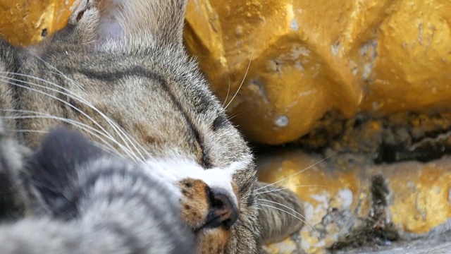 详情图-泰国芭堤雅大佛山上美丽的虎斑猫在金佛雕像下睡觉，近距离观看