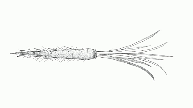 手绘的新鲜Salsify视频剪辑