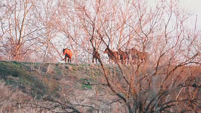 多瑙河三角洲的野马