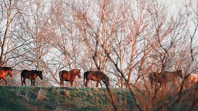 多瑙河三角洲的野马