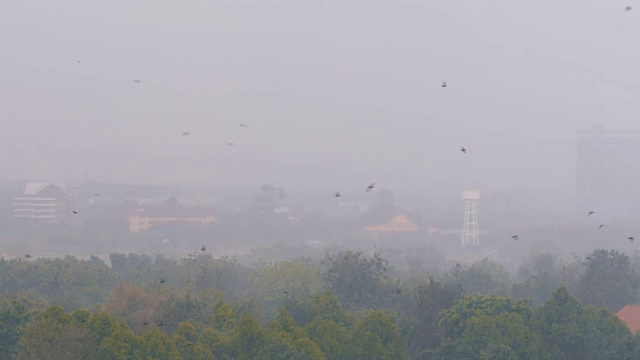 丛林中的热带雨。燕子和鸟儿在雨中飞翔