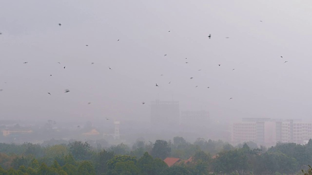 丛林中的热带雨。燕子和鸟儿在雨中飞翔