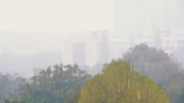 热带雨林中的热带雨背景。燕子和鸟儿在雨中飞翔