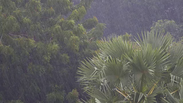 热带暴雨在丛林背景下的绿色森林与一棵棕榈树