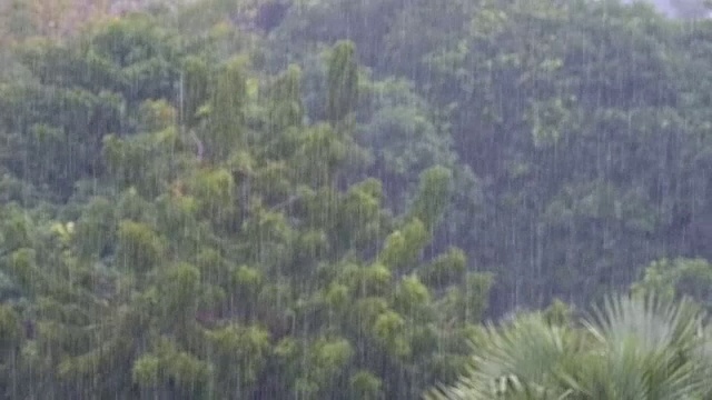 热带暴雨在丛林背景下的绿色森林与一棵棕榈树。慢动作