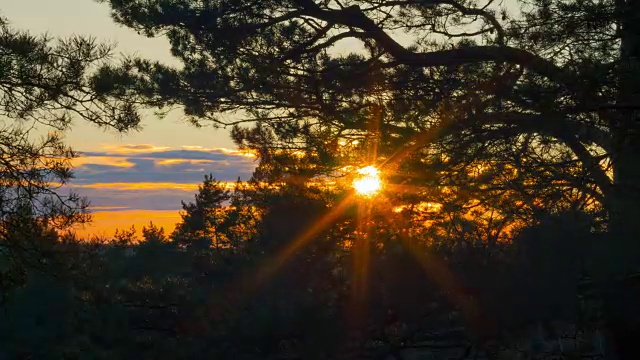 春天的风景，松树和夕阳，延时