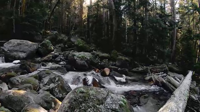 针叶林的性质。全景山河在针叶林中流淌。旋转着凝视树木和天空。60帧/秒的慢动作。GoPro 6黑色三轴抗菌稳定剂