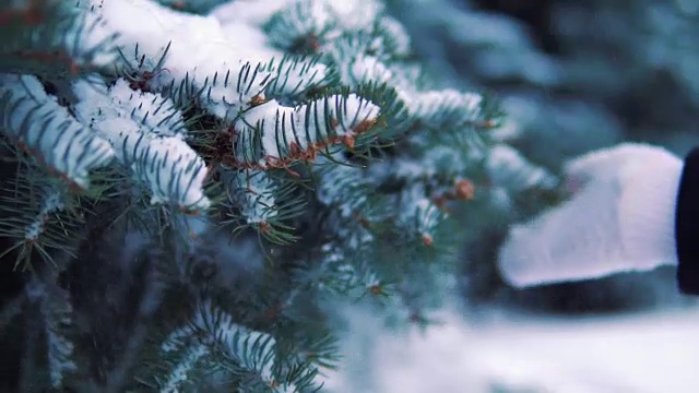 冬天的公园里下雪了，树上覆盖着雪。慢动作