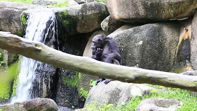 黑猩猩坐在瀑布旁边的一块岩石上