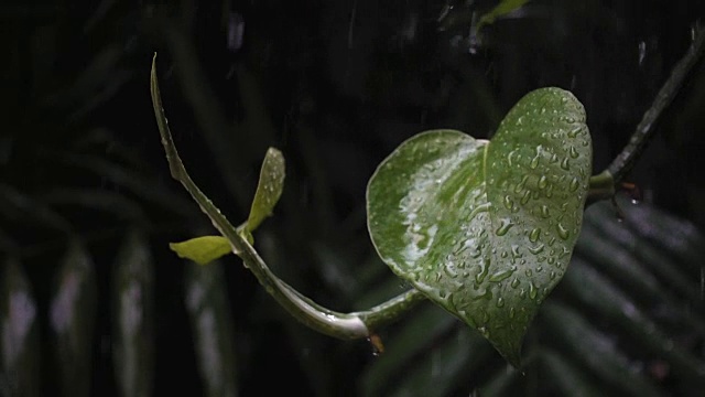 雨水落在绿叶上的慢镜头与阴天的暗色调