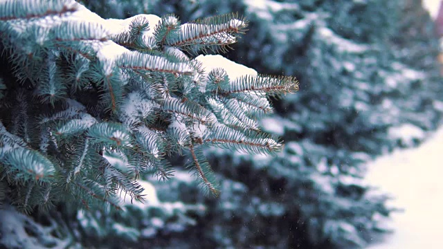 慢镜头，雪花从冬天公园的树上缓缓飘落