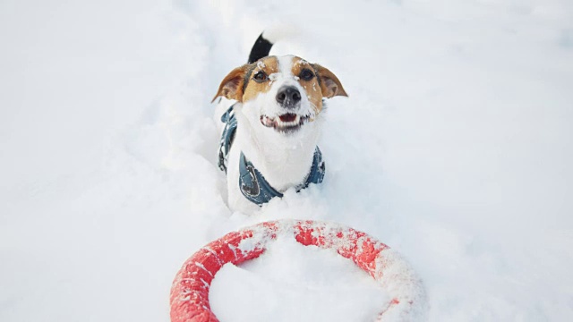 杰克罗素狗快乐地玩在户外白色的新鲜雪