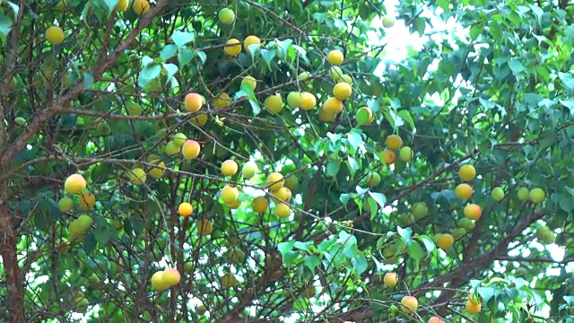 在树上摘李子
