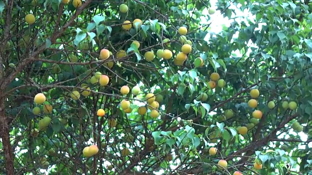 在树上摘李子