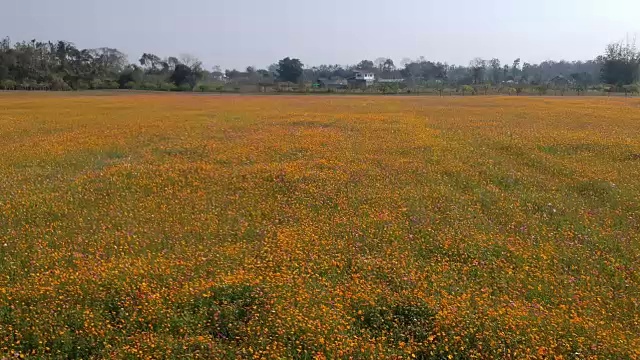 鸟瞰图的花田