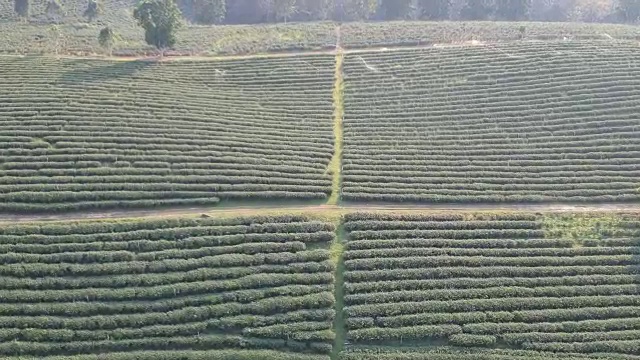 绿茶田鸟瞰图