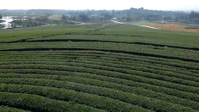 绿茶田鸟瞰图