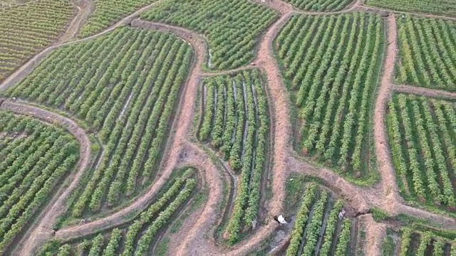 马铃薯田鸟瞰图