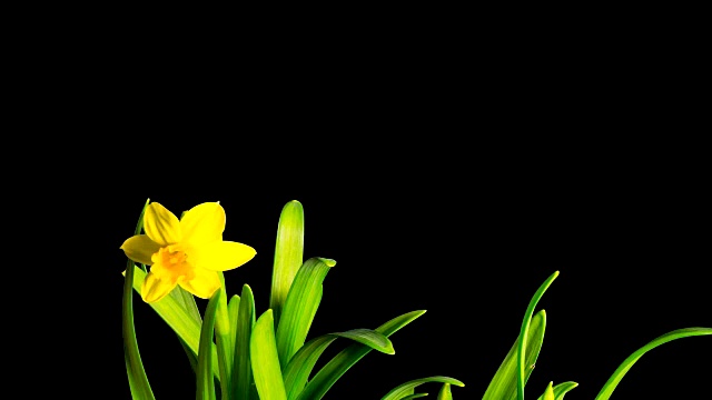 黄水仙花盛开，延时阿尔法频道