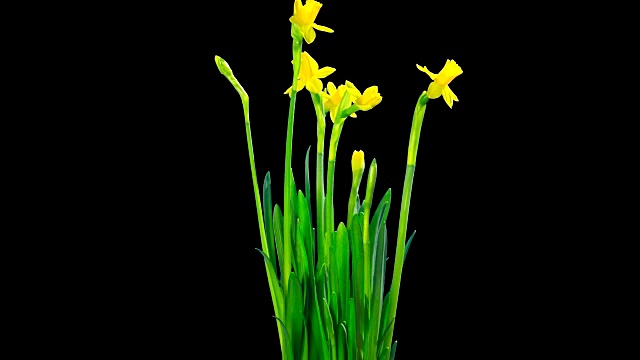黄水仙花盛开，延时阿尔法频道