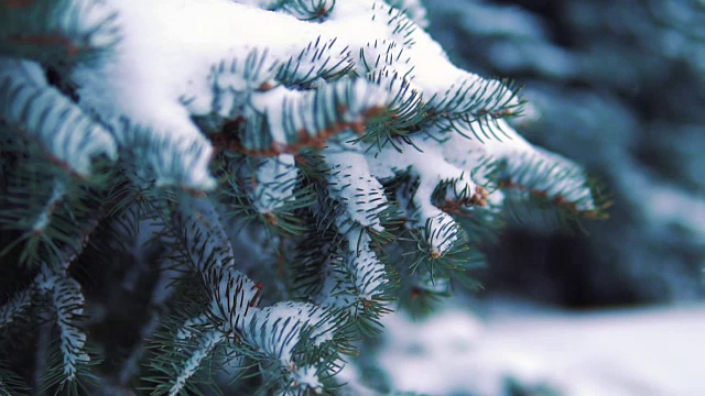 冬天的公园里，雪花慢慢地落在树上，慢镜头