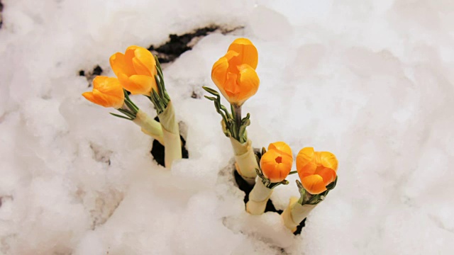 藏红花从雪中盛开的时间间隔