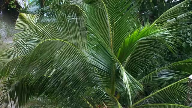 详情图-热带暴雨在丛林背景下的棕榈树